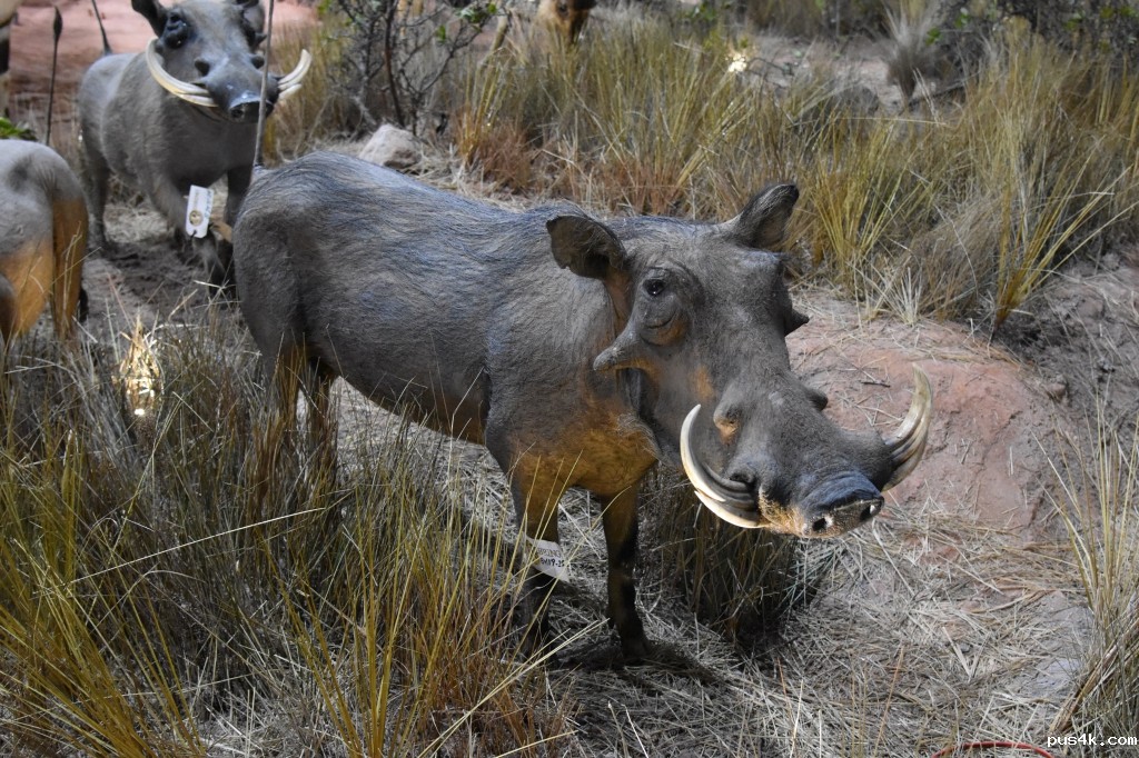 非洲疣猪 (2).jpg